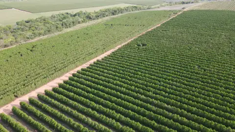 FAZENDA PRODUTORA DE CAFÉ À VENDA EM PATROCÍNIO/MG