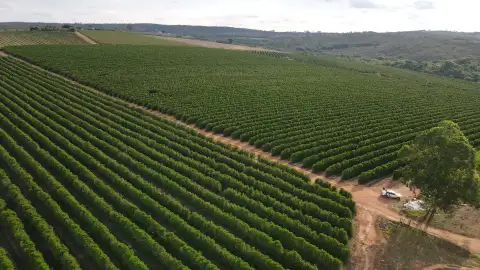 FAZENDA PRODUTORA DE CAFÉ À VENDA EM PATROCÍNIO/MG