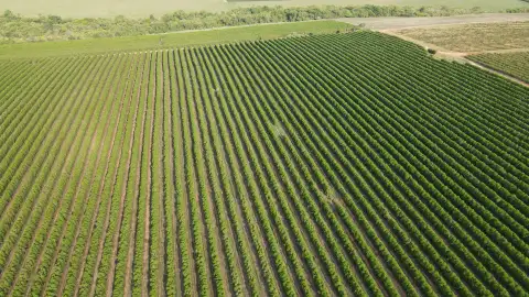 FAZENDA PRODUTORA DE CAFÉ À VENDA EM PATROCÍNIO/MG