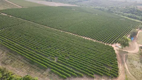 FAZENDA PRODUTORA DE CAFÉ À VENDA EM PATROCÍNIO/MG