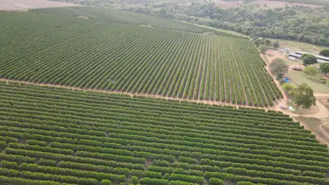 FAZENDA PRODUTORA DE CAFÉ À VENDA EM PATROCÍNIO/MG