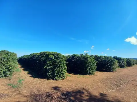 FAZENDA CAFEEIRA, COROMANDEL