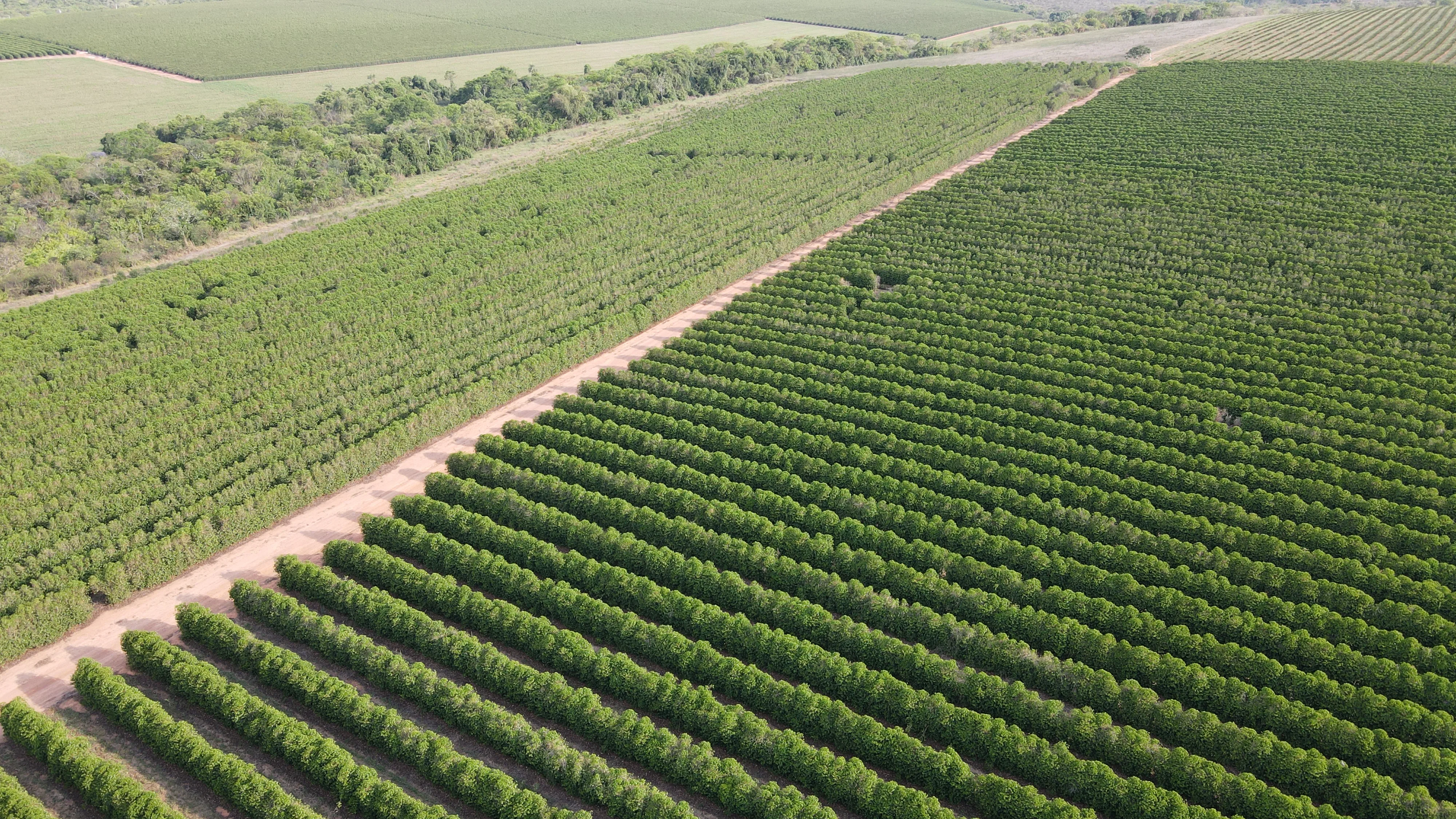FAZENDA PRODUTORA DE CAFÉ À VENDA EM PATROCÍNIO/MG