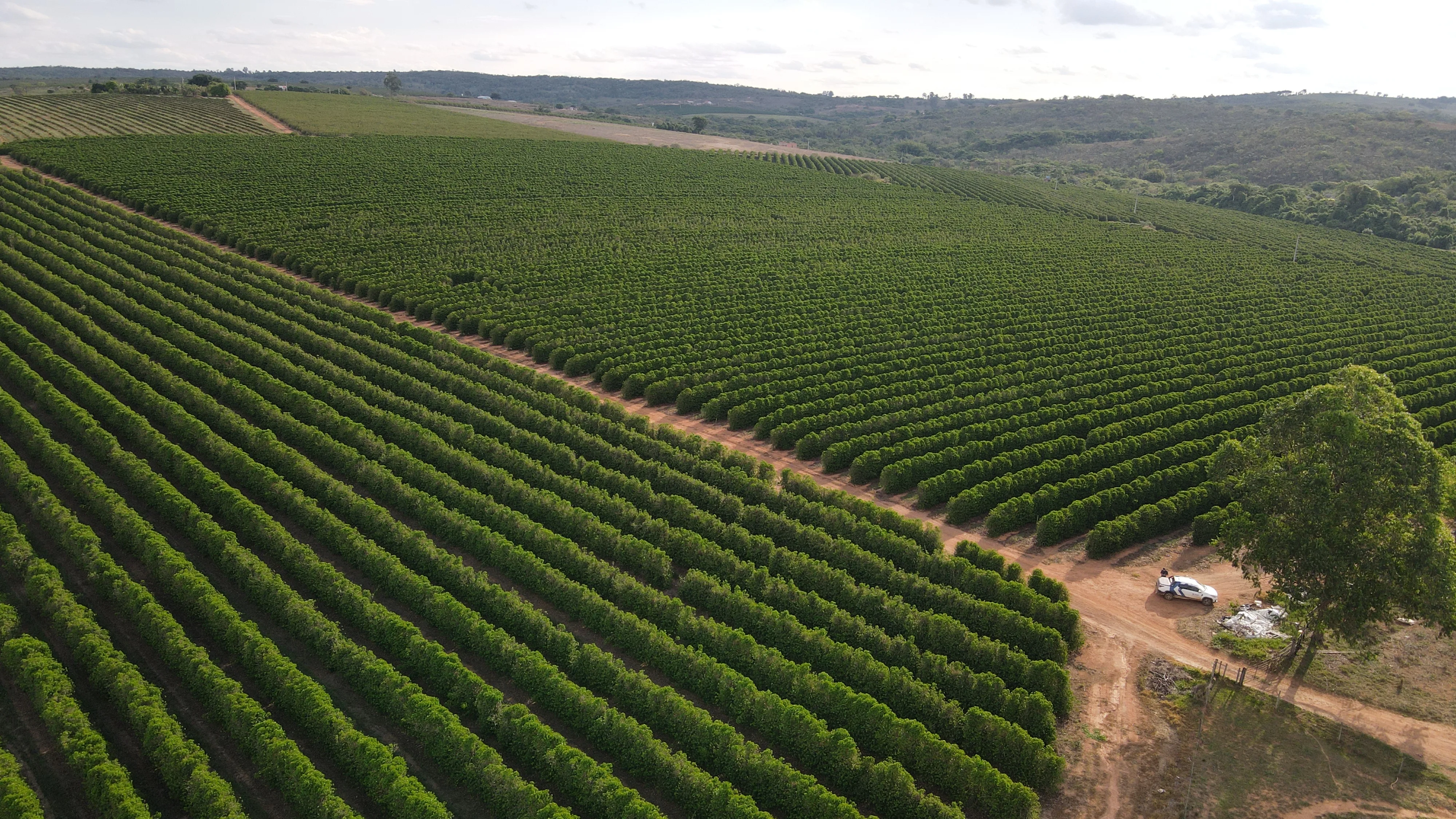 FAZENDA PRODUTORA DE CAFÉ À VENDA EM PATROCÍNIO/MG