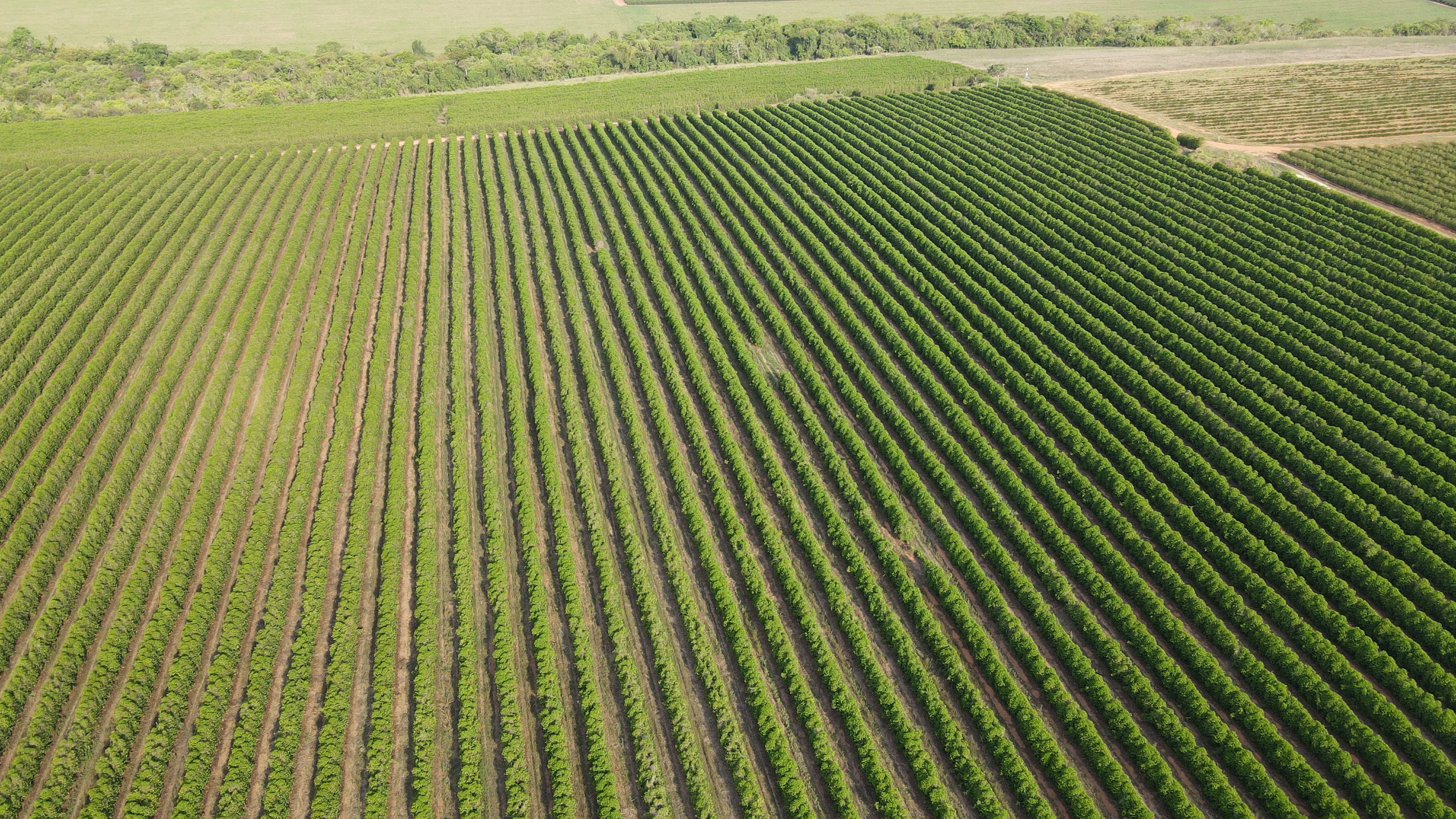 FAZENDA PRODUTORA DE CAFÉ À VENDA EM PATROCÍNIO/MG