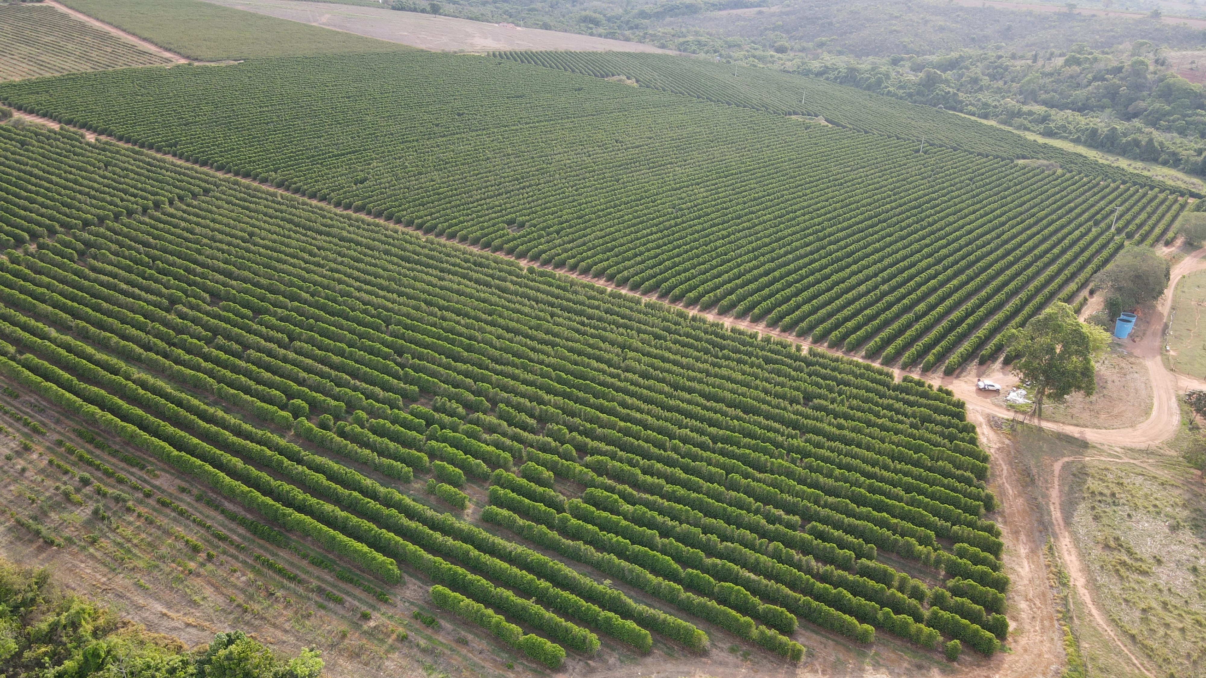 FAZENDA PRODUTORA DE CAFÉ À VENDA EM PATROCÍNIO/MG