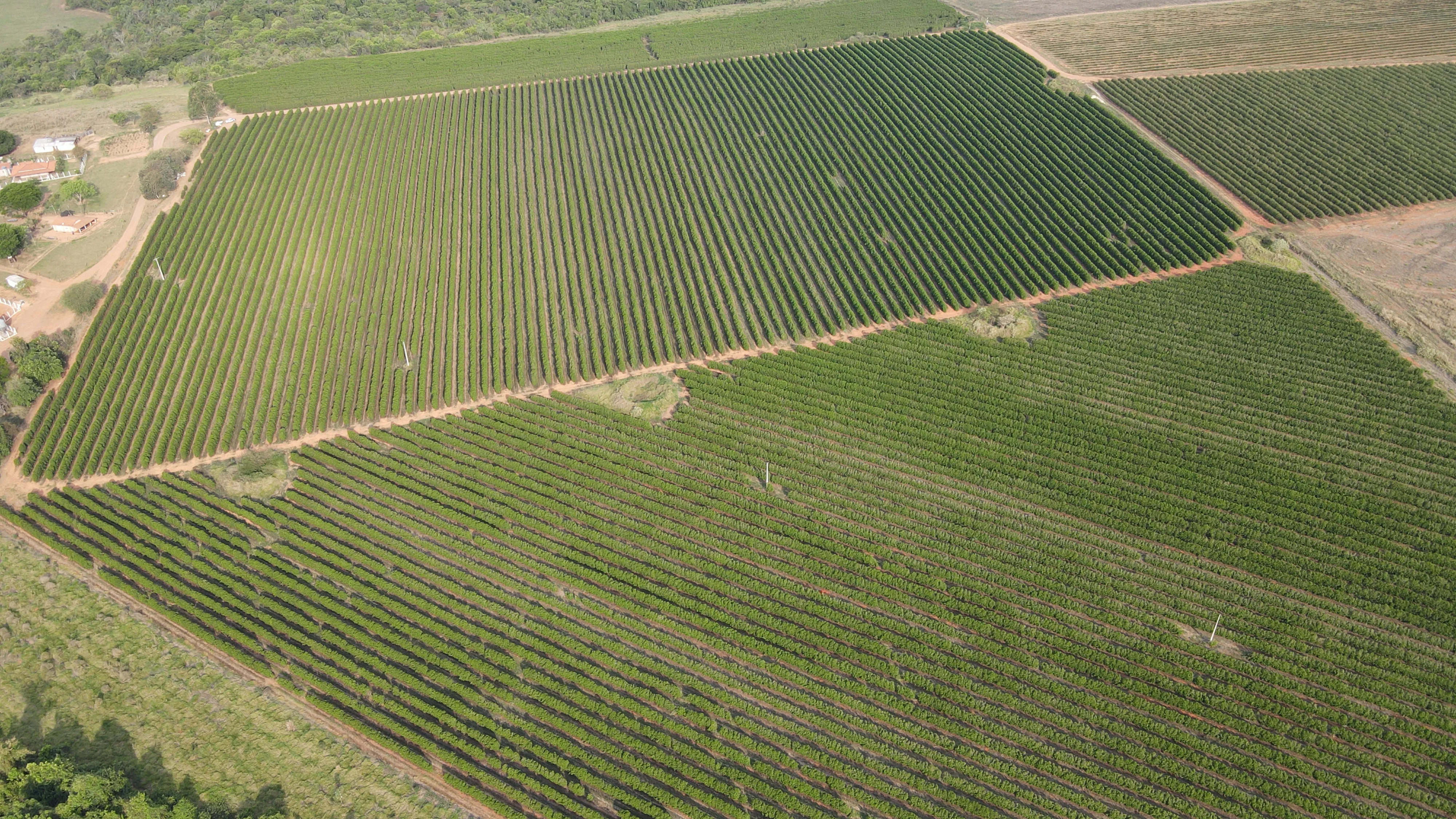 FAZENDA PRODUTORA DE CAFÉ À VENDA EM PATROCÍNIO/MG
