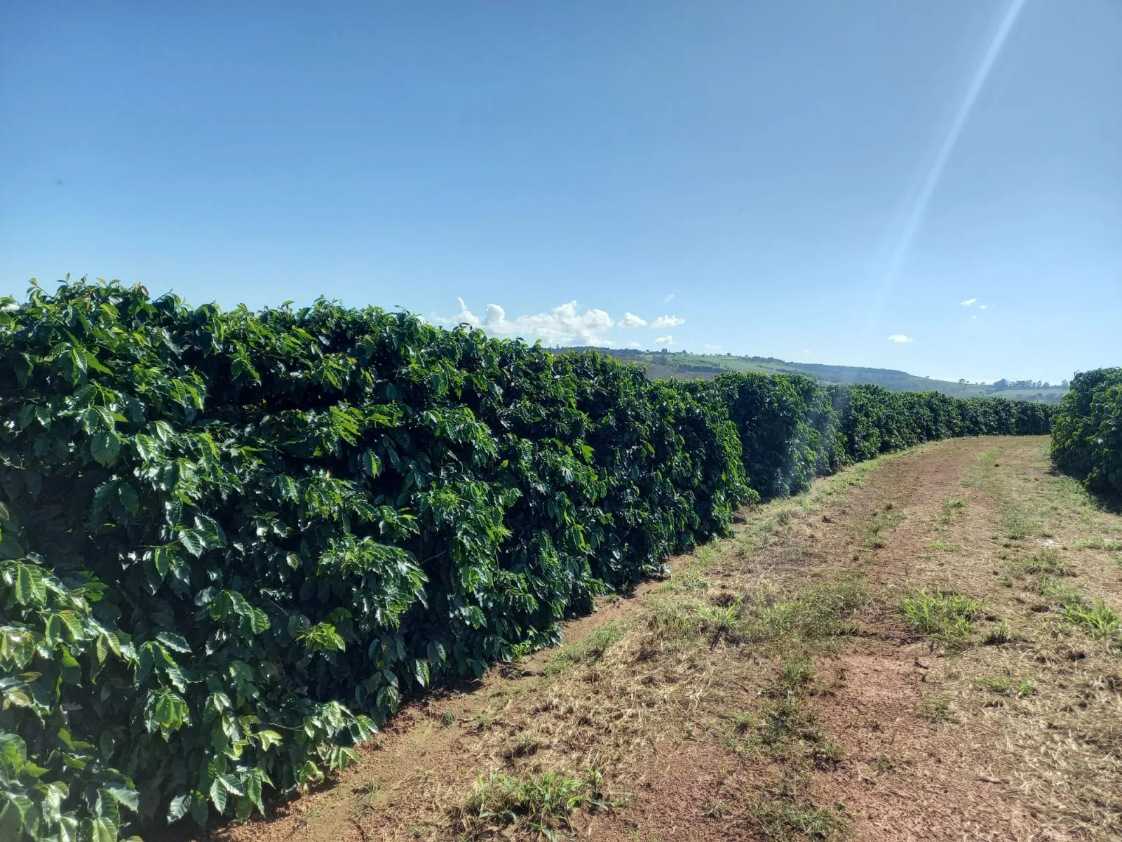 FAZENDA CAFEEIRA, COROMANDEL
