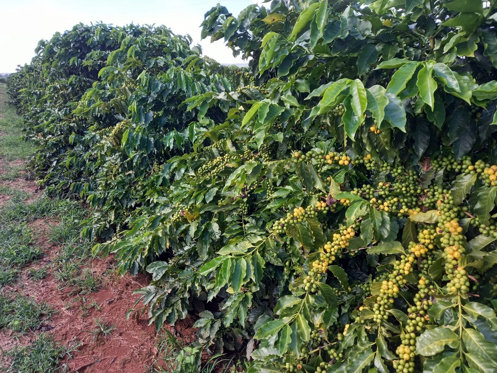 FAZENDA CAFEEIRA, COROMANDEL
