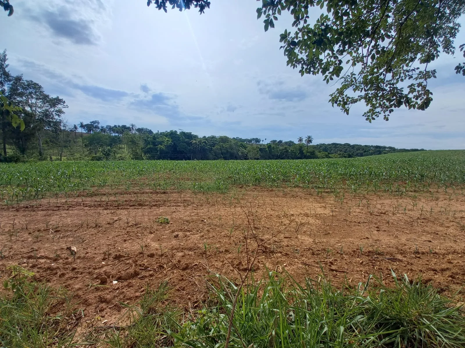 FAZENDA PARA PLANTIO NA REGIÃO DE SILVANO, EM PATROCÍNIO/MG.