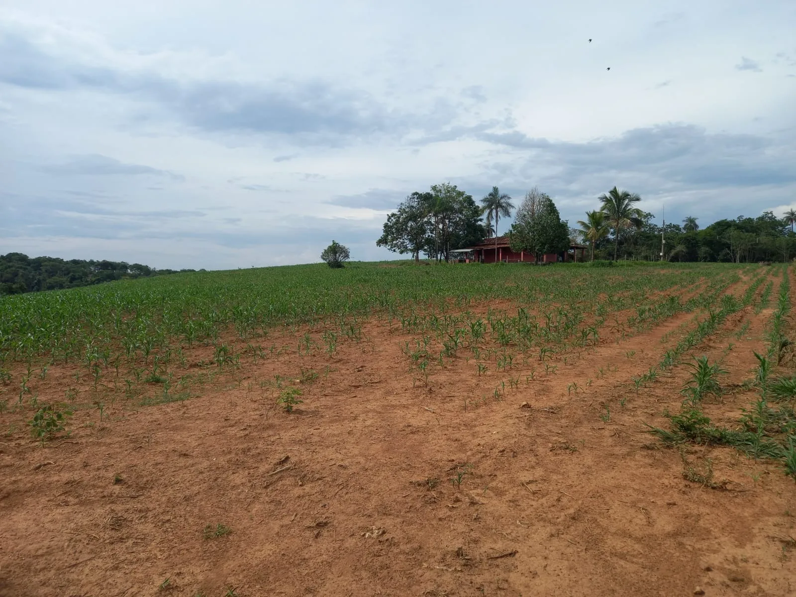 FAZENDA PARA PLANTIO NA REGIÃO DE SILVANO, EM PATROCÍNIO/MG.
