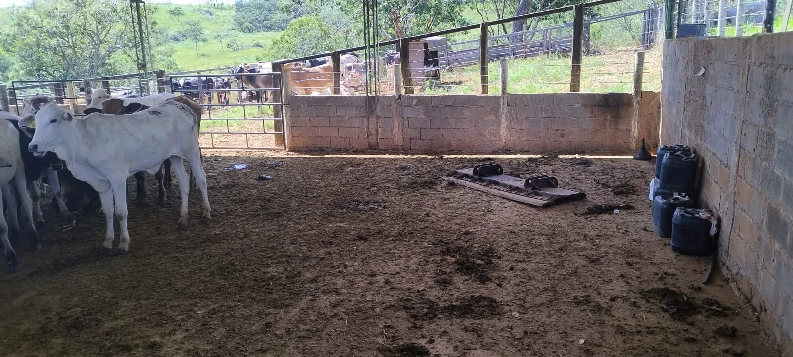 FAZENDA DUPLA APTIDÃO A VENDA EM LAGAMAR - MG
